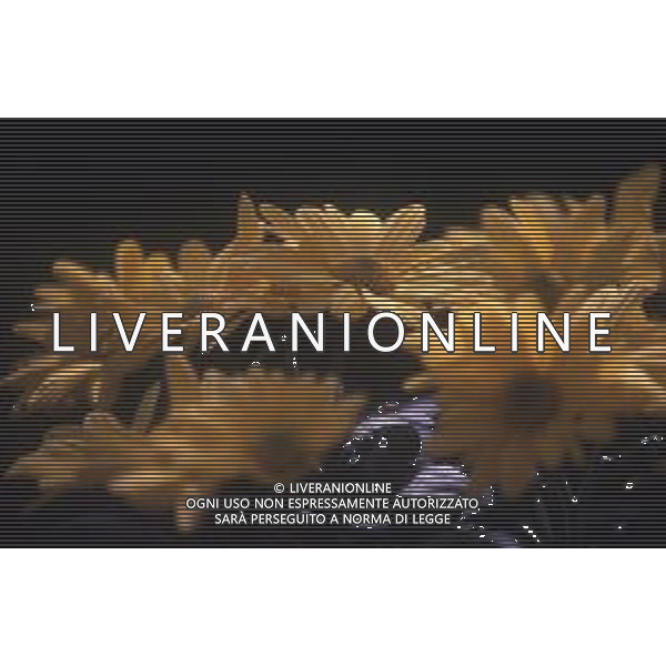 DIAP-FIORI-MARGHERITE AG ALDO LIVERANI SAS