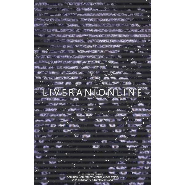 DIAP-FIORI-MARGHERITE AG ALDO LIVERANI SAS