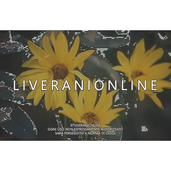 DIAP-FIORI-MARGHERITE AG ALDO LIVERANI SAS