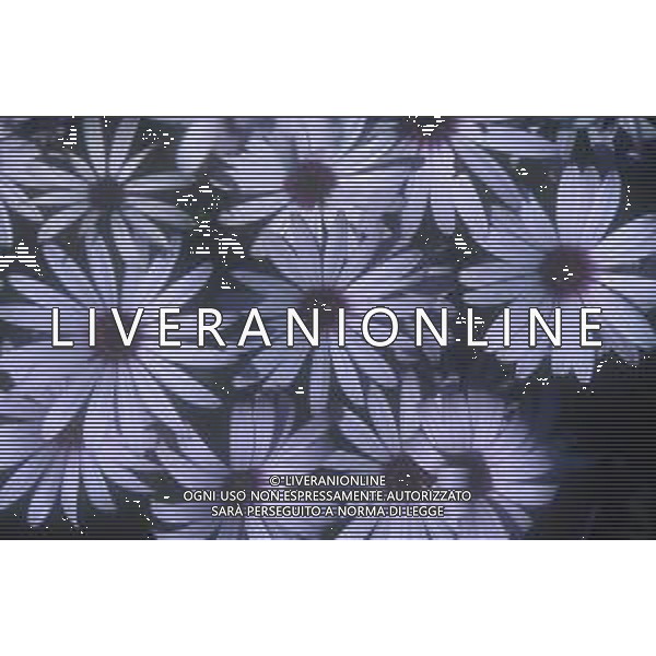 DIAP-FIORI-MARGHERITE AG ALDO LIVERANI SAS