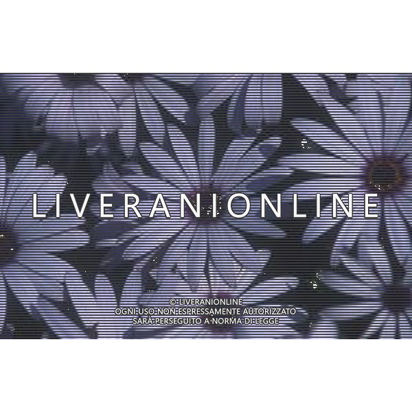 DIAP-FIORI-MARGHERITE AG ALDO LIVERANI SAS