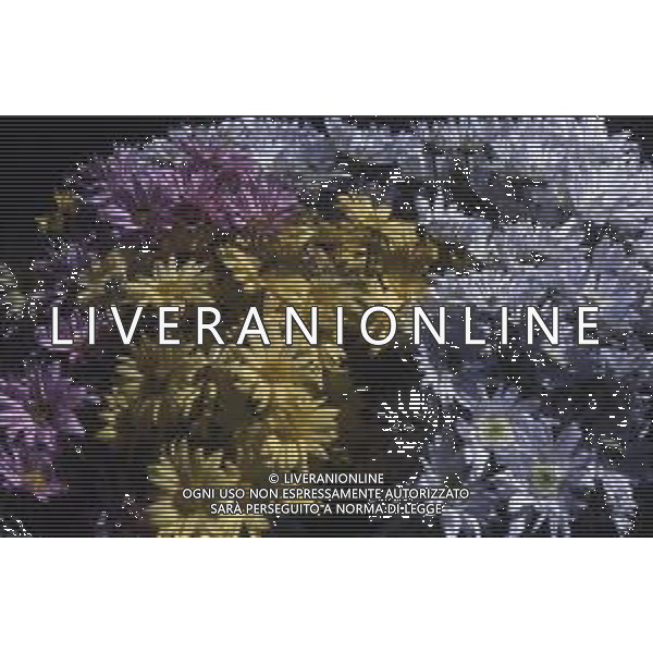 DIAP-FIORI-MARGHERITE AG ALDO LIVERANI SAS