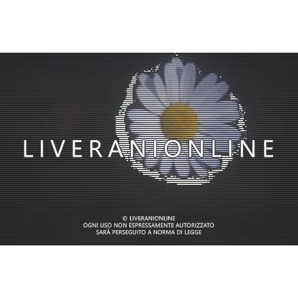 DIAP-FIORI-MARGHERITE AG ALDO LIVERANI SAS