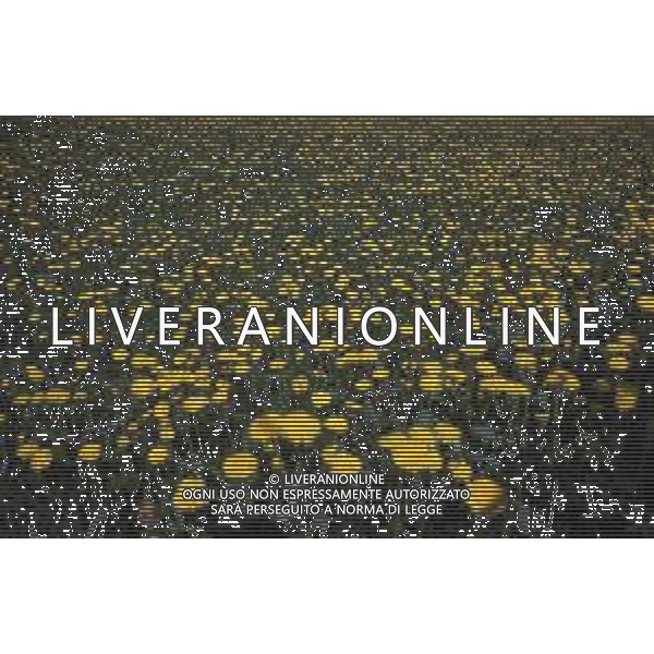DIAP-FIORI-MARGHERITE AG ALDO LIVERANI SAS