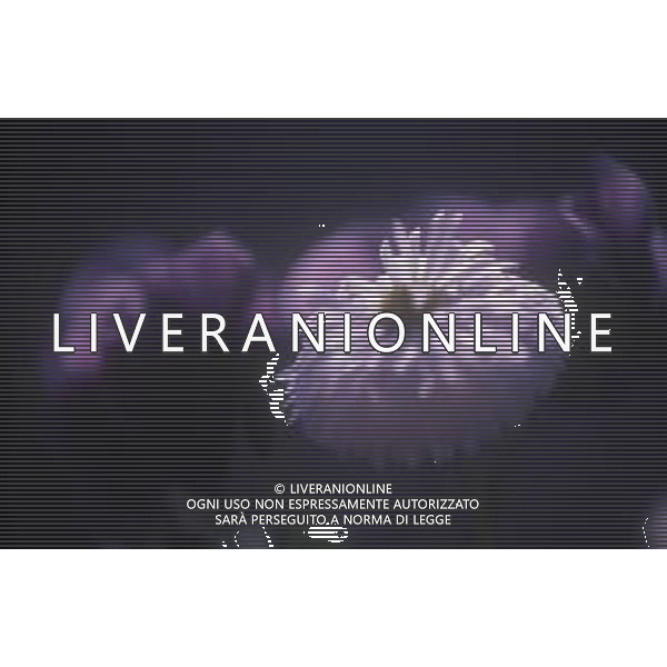 DIAP-FIORI-MARGHERITE AG ALDO LIVERANI SAS