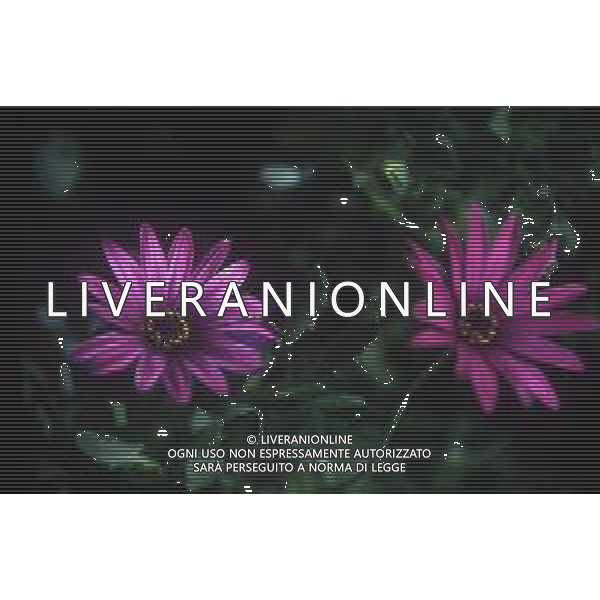 DIAP-FIORI-MARGHERITE AG ALDO LIVERANI SAS