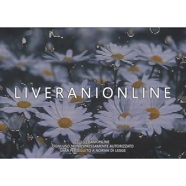 DIAP-FIORI-MARGHERITE AG ALDO LIVERANI SAS