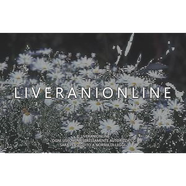 DIAP-FIORI-MARGHERITE AG ALDO LIVERANI SAS