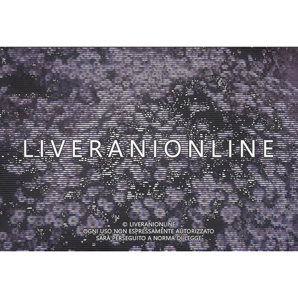 DIAP-FIORI-MARGHERITE AG ALDO LIVERANI SAS