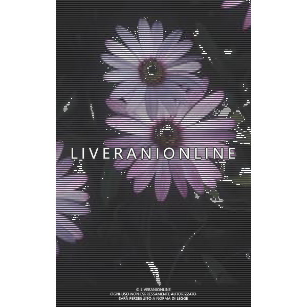 DIAP-FIORI-MARGHERITE AG ALDO LIVERANI SAS