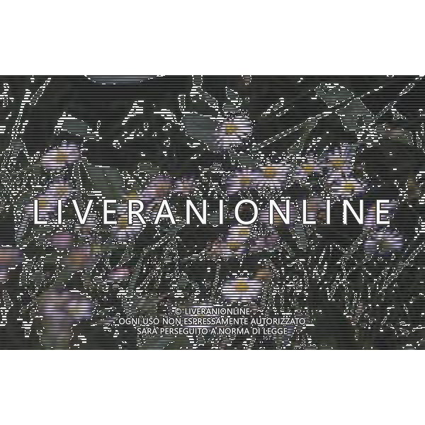 DIAP-FIORI-MARGHERITE AG ALDO LIVERANI SAS