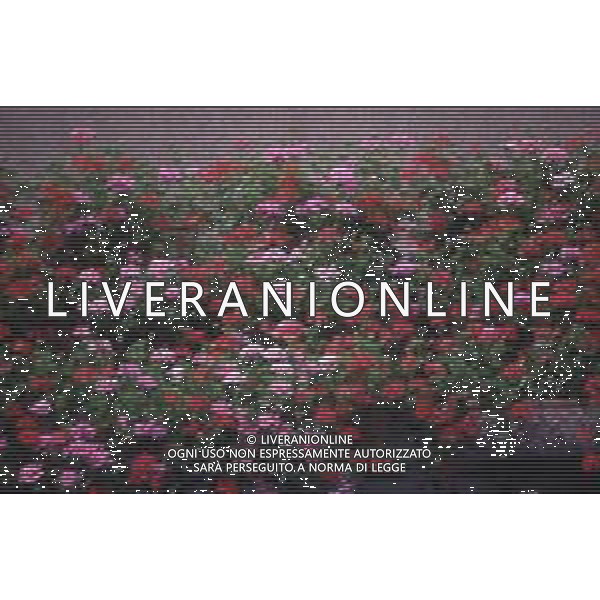 DIAP-FIORI -GERANI AG ALDO LIVERANI SAS