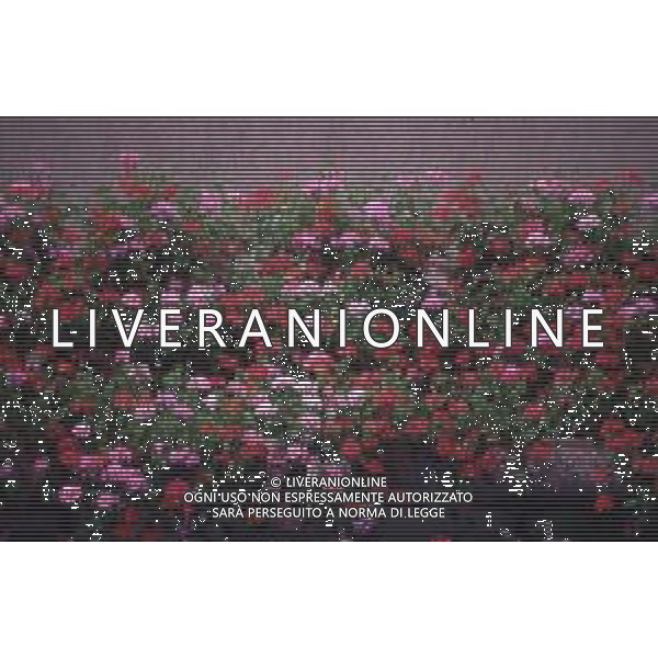 DIAP-FIORI -GERANI AG ALDO LIVERANI SAS