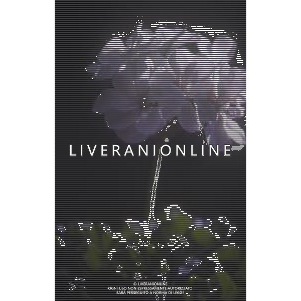 DIAP-FIORI -GERANI AG ALDO LIVERANI SAS