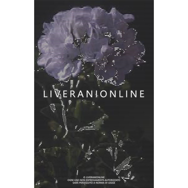 DIAP-FIORI -GERANI AG ALDO LIVERANI SAS