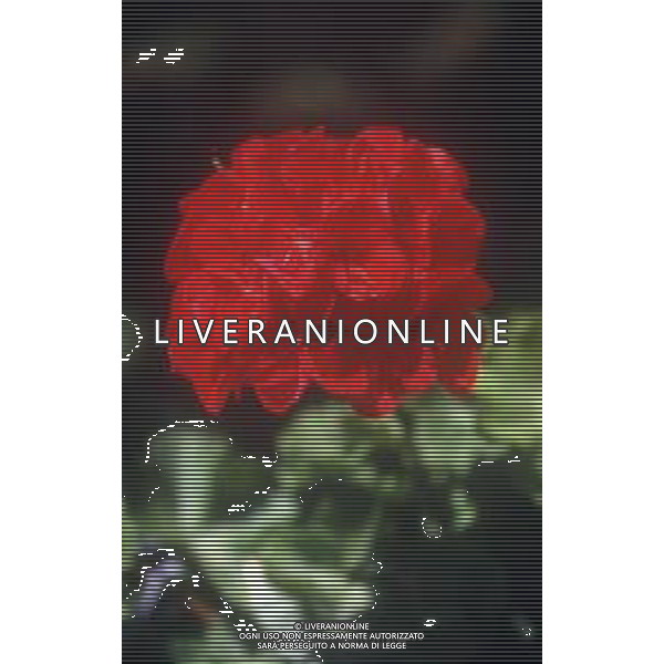 DIAP-FIORI -GERANI AG ALDO LIVERANI SAS
