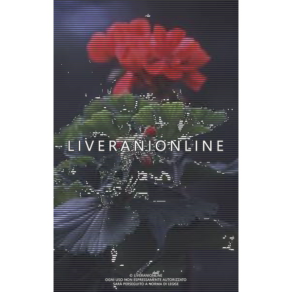 DIAP-FIORI -GERANI AG ALDO LIVERANI SAS