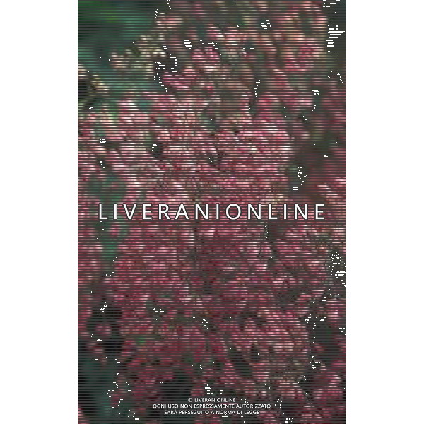 DIAP-FIORI -GERANI AG ALDO LIVERANI SAS