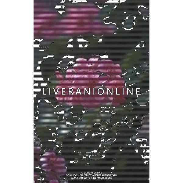 DIAP-FIORI -GERANI AG ALDO LIVERANI SAS