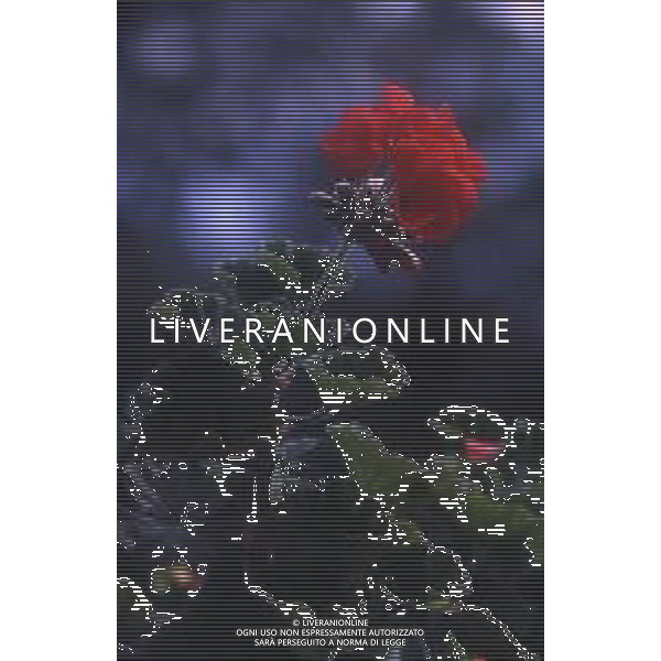 DIAP-FIORI -GERANI AG ALDO LIVERANI SAS