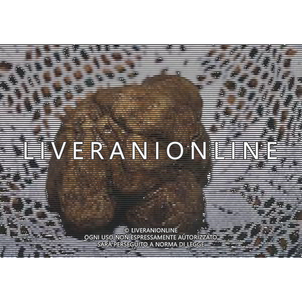 ST-CERCATORI DI TARTUFI BIANCHI NELLA FOTO TARTUFO BIANCO AG ALDO LIVERANI SAS