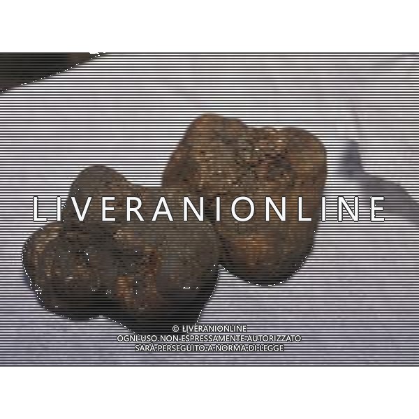 ST-CERCATORI DI TARTUFI BIANCHI NELLA FOTO TARTUFO BIANCO AG ALDO LIVERANI SAS