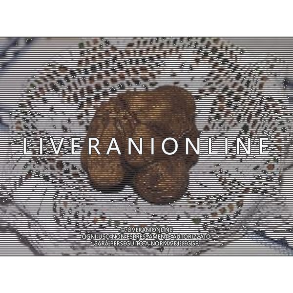 ST-CERCATORI DI TARTUFI BIANCHI NELLA FOTO TARTUFO BIANCO AG ALDO LIVERANI SAS