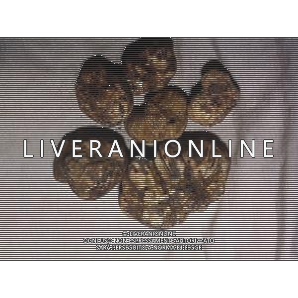 ST-CERCATORI DI TARTUFI BIANCHI NELLA FOTO TARTUFO BIANCO AG ALDO LIVERANI SAS