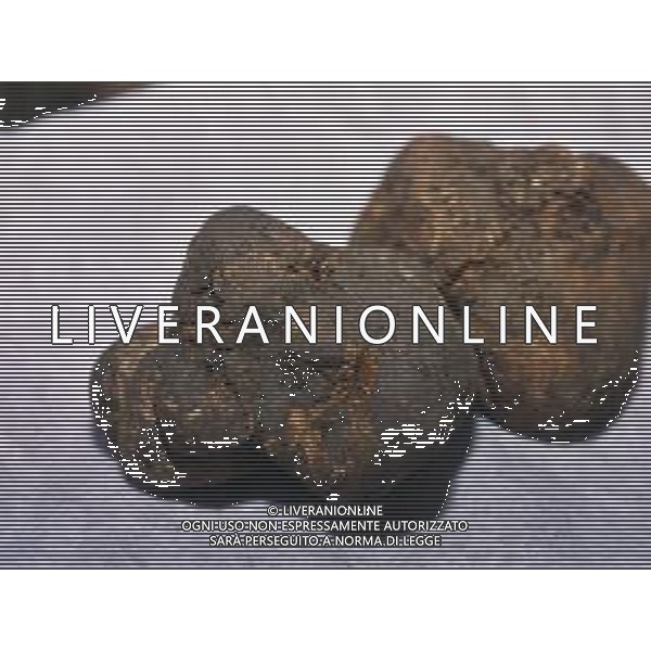 ST-CERCATORI DI TARTUFI BIANCHI NELLA FOTO TARTUFO BIANCO AG ALDO LIVERANI SAS
