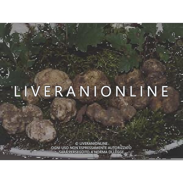 ST-CERCATORI DI TARTUFI BIANCHI NELLA FOTO TARTUFO BIANCO AG ALDO LIVERANI SAS