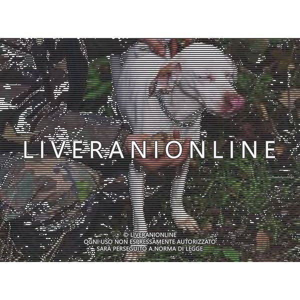 ST-CERCATORI DI TARTUFI BIANCHI NELLA FOTO CERCATORI DI TARTUFO CON CANE AG ALDO LIVERANI SAS
