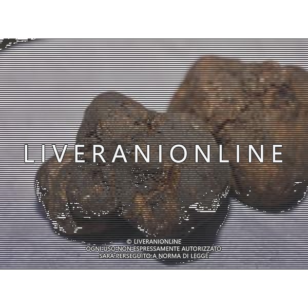 ST-CERCATORI DI TARTUFI BIANCHI NELLA FOTO TARTUFO BIANCO AG ALDO LIVERANI SAS