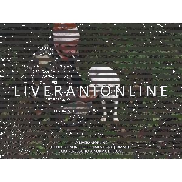 ST-CERCATORI DI TARTUFI BIANCHI NELLA FOTO CERCATORI DI TARTUFO CON CANE AG ALDO LIVERANI SAS