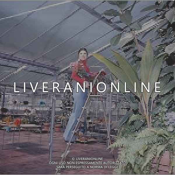 COL- RETROSPETTIVA ROSANNA FRATELLO CANTANTE E ATTRICE ITALIANA NELLA FOTO ROSANNA FRATELLO A GALLARATE ALLA SERRA IDEA VERDE NELL\'ANNO 1972 AG ALDO LIVERANI SAS