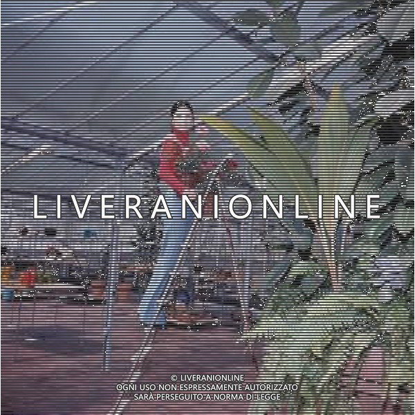 COL- RETROSPETTIVA ROSANNA FRATELLO CANTANTE E ATTRICE ITALIANA NELLA FOTO ROSANNA FRATELLO A GALLARATE ALLA SERRA IDEA VERDE NELL\'ANNO 1972 AG ALDO LIVERANI SAS