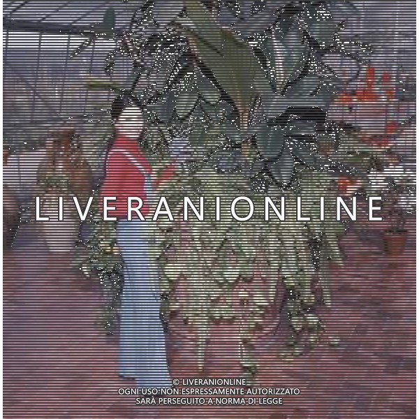 COL- RETROSPETTIVA ROSANNA FRATELLO CANTANTE E ATTRICE ITALIANA NELLA FOTO ROSANNA FRATELLO A GALLARATE ALLA SERRA IDEA VERDE NELL\'ANNO 1972 AG ALDO LIVERANI SAS