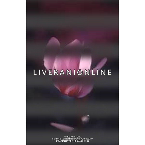 DIAP-FIORI-CICLAMINI AG ALDO LIVERANI SAS