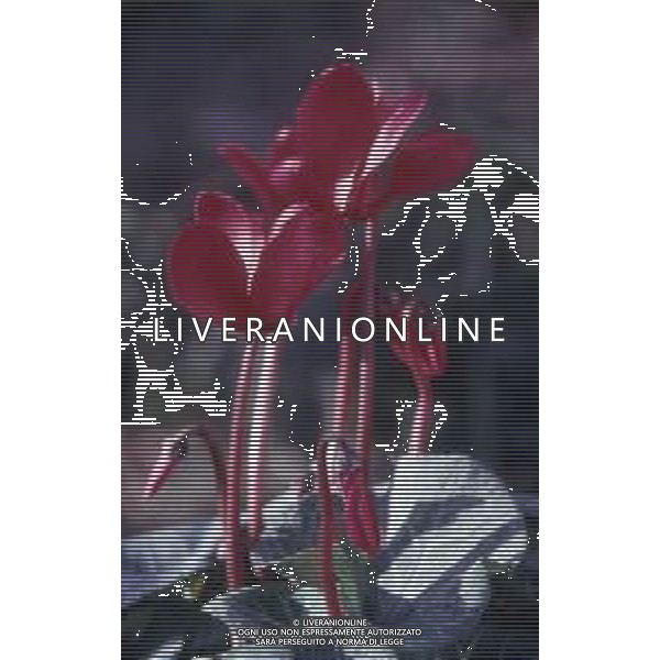 DIAP-FIORI-CICLAMINI AG ALDO LIVERANI SAS