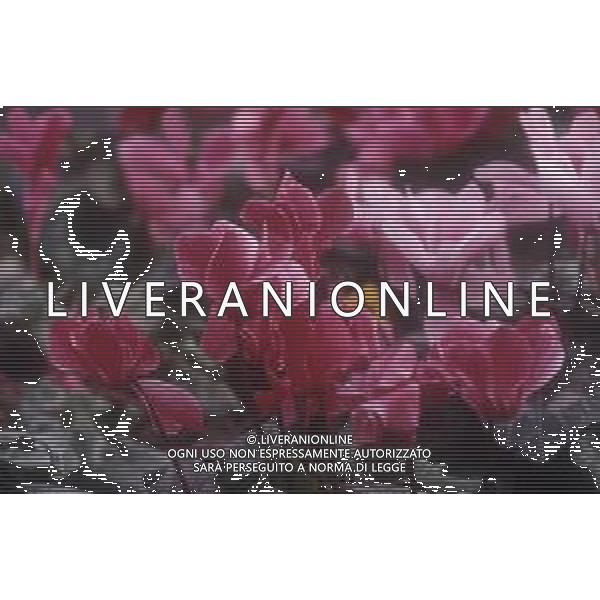 DIAP-FIORI-CICLAMINI AG ALDO LIVERANI SAS