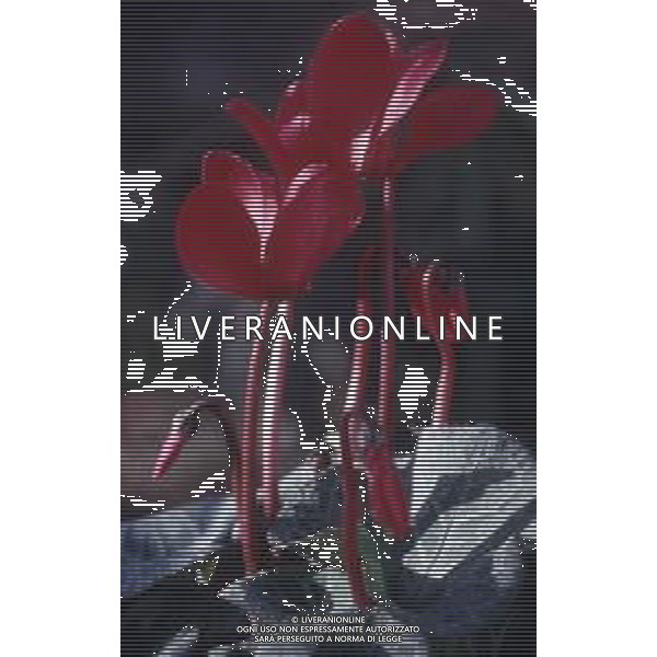 DIAP-FIORI-CICLAMINI AG ALDO LIVERANI SAS