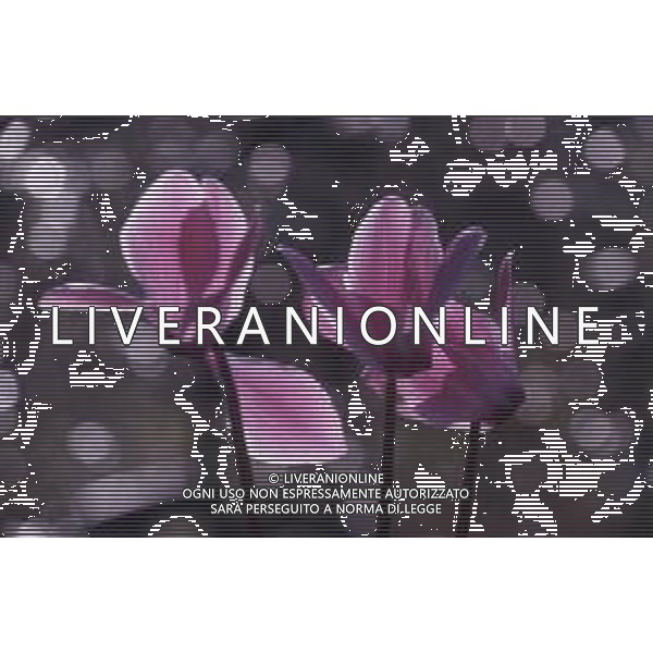 DIAP-FIORI-CICLAMINI AG ALDO LIVERANI SAS