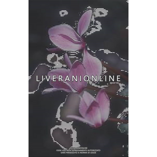 DIAP-FIORI-CICLAMINI AG ALDO LIVERANI SAS