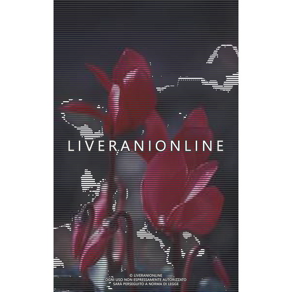 DIAP-FIORI-CICLAMINI AG ALDO LIVERANI SAS