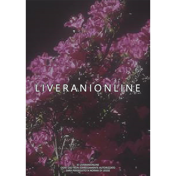 DIAP-FIORI AZALEE AG ALDO LIVERANI SAS