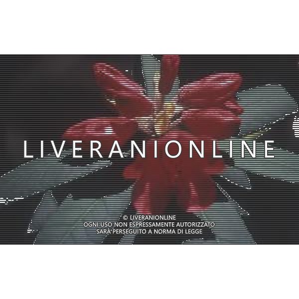 DIAP- FIORE RODODENDRO AG ALDO LIVERANI SAS
