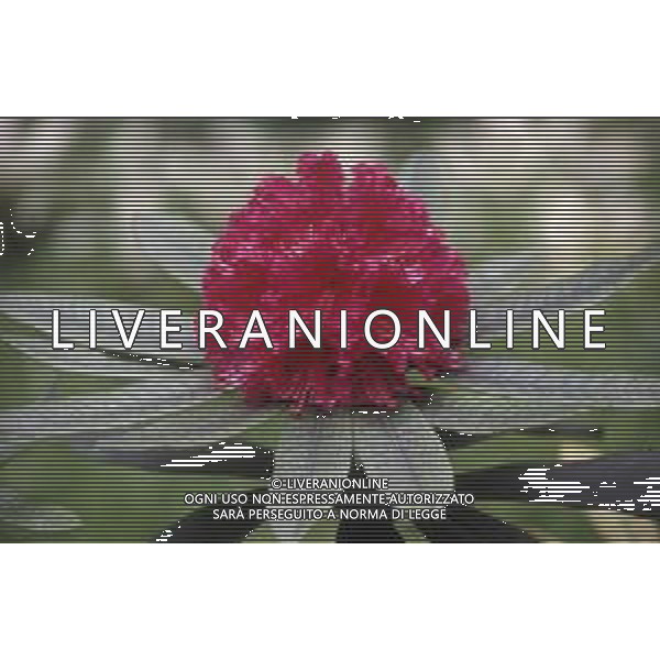 DIAP- FIORE RODODENDRO AG ALDO LIVERANI SAS