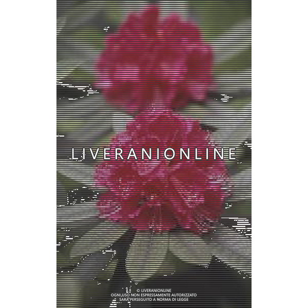DIAP- FIORE RODODENDRO AG ALDO LIVERANI SAS