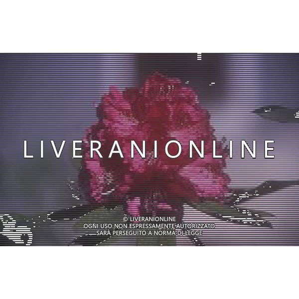 DIAP- FIORE RODODENDRO AG ALDO LIVERANI SAS