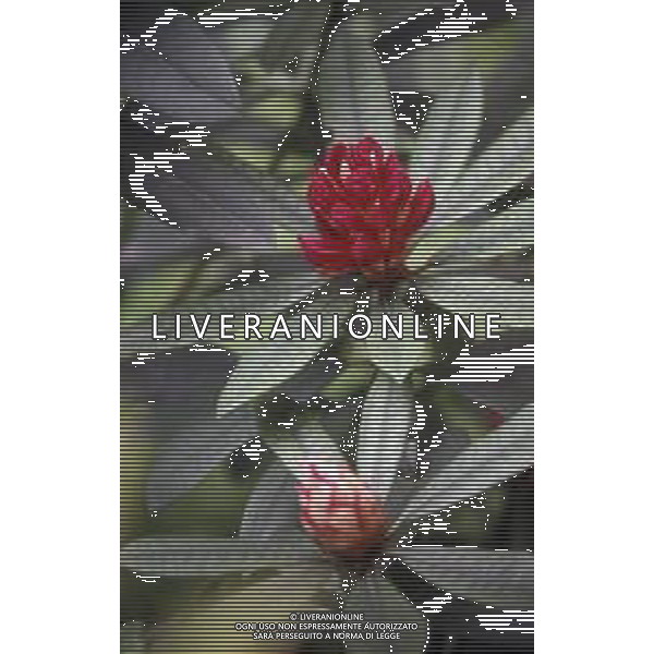 DIAP- FIORE RODODENDRO AG ALDO LIVERANI SAS