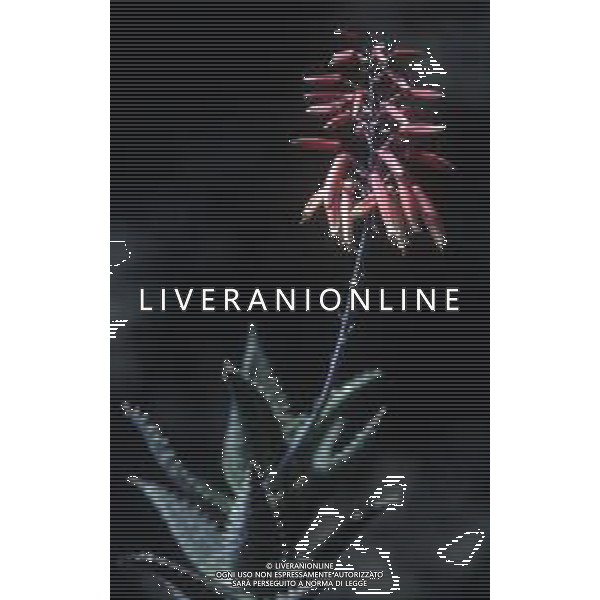 DIAP- PIANTE GRASSE NELLA FOTO ALOE AG ALDO LIVERANI SAS